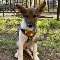 Снежа – Плюшевая Нежность и Комочек Обаяния!, в Санкт-Петербурге