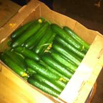 Огурцы оптом, в Санкт-Петербурге