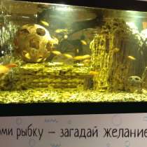 Декорация аквариума, в Санкт-Петербурге