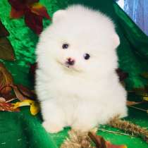 Щеночки Шпица. очаровательные. разные окрасики, в Рыбинске