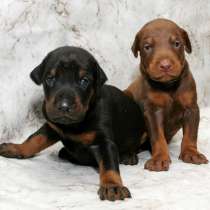 Доберман Новокузнецке, в Новокузнецке