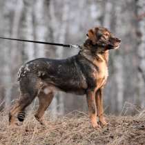 Надёжный Друг Курт ищет семью, в Москве