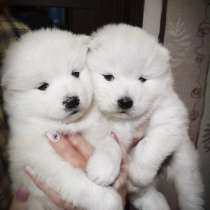 Щенки самоеда, в Пензе