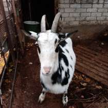 Продам козу, в г.Луганск