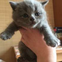 Котенок британской породы, в Москве