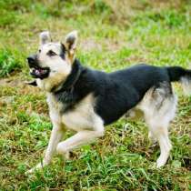 Овчарка метис ищет дом, в Москве