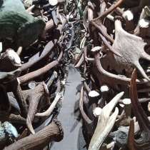 Куплю рога Лось Олень оптом и в розницу, в Москве