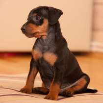 Пинчер Новый Уренгой, в Новом Уренгое