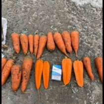Морковь, в Пскове