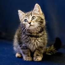 Веселый котомальчик по имени Турбо в дар!, в Мытищи