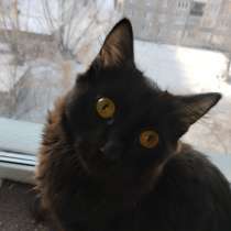 Черный котенок в добрые руки, в Красноярске