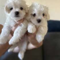 Мальтезе ЩЕНОЧКИ, в Новосибирске