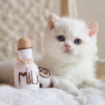 Британский котёнок Неся, в Москве