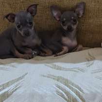 Дети той терьера, в Санкт-Петербурге