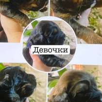 Щенки, тибетский мастиф, в Оренбурге