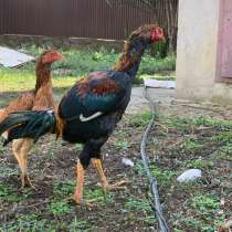 Бойцовая птица, в Грозном