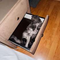 Шатландская вислоухая кошка, в Санкт-Петербурге