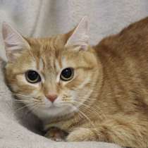 Персей ждёт своих любящих МамПап, в г.Минск