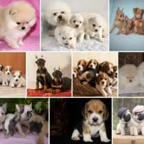 Питомник щенков Тамбов, в Тамбове