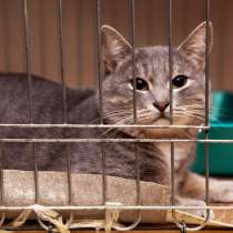 Гендальф ищет понимающего человека, в Москве