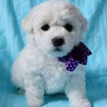 Бишон фризе Магнитогорск, в Магнитогорске