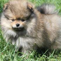 Шпиц Южно Сахалин, в Южно-Сахалинске