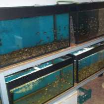 Продам аквариумное хозяйство, в г.Ташкент