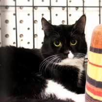 Застенчивый Сапфир надеется на встречу с хозяином, в Москве