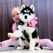 Красавцы сибирские хаски разных окрасов, в Волгограде