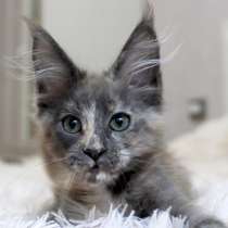 Maine Coon Female Izabella, в г.Резекне