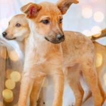 Щенки в добрые руки на Новый год!, в Москве