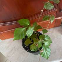 Березка, в Смоленске