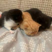 Экзотические котята, в Екатеринбурге