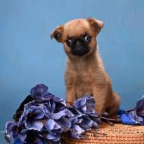 Миниатюрный мальчик пти-брабансон, в Москве