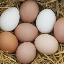 Яйцо домашнее, в Рославле