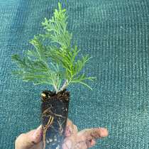 Туя смарагд черенок саженец, в Тимашевске