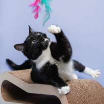 Отдаём в добрые руки кота по имени Микки (Москва и регионы), в Москве