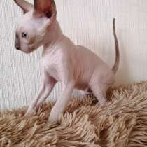 Котята Корниш рекс из питомника, в Москве