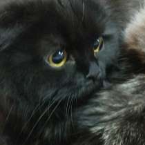 Черная-черная пятница и черные-черные коты, в Краснодаре