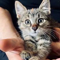 Маленькая котёнка Кнопка ищет дом, в Москве