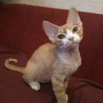 Девон Рекс Мальчики, в Москве