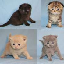 Шотландские котята, в г.Санкт-Петербург