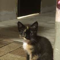 Отдадим котят в добрые руки, в Бийске