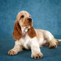 Щенок английского кокер-спаниеля, в Санкт-Петербурге