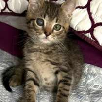 Особенный котёнок Гномик в самые добрые руки, в Москве