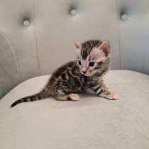 Бенгальские котята, в Санкт-Петербурге