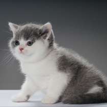 Британский короткошерстный котенок в ваши руки, в Иркутске
