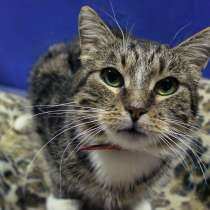 Кошечка Франсуаза ищет настоящую семью, в Москве