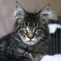 Maine Coon Holiday Black Tabby, в г.Рига