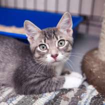 Благоразумный Умберто мечтает о доме, в Москве